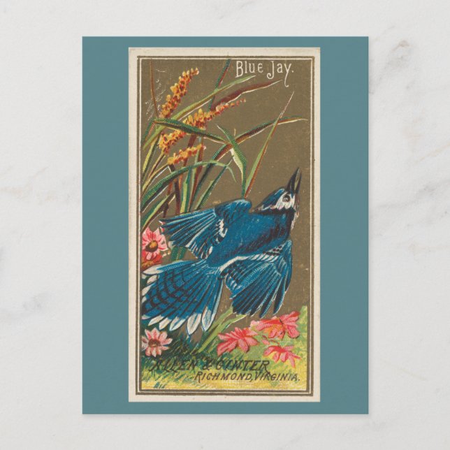 Carte Postale Blue Jay (Devant)