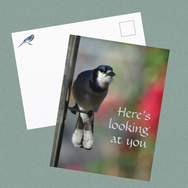 Carte Postale Blue Jay Curious Gaze Photographic (Créateur téléchargé)