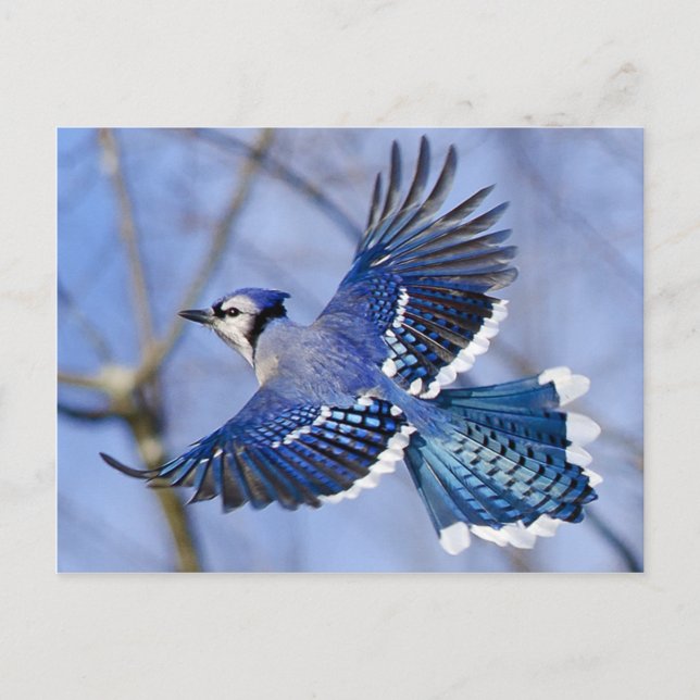 Carte postale Blue Jay en vol (Devant)