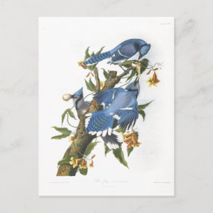 Carte Postale Blue Jay, John James Audubon