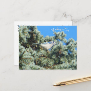 Carte Postale Blue Jay pense à toi