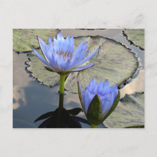 Carte Postale Blue Lotus Duet