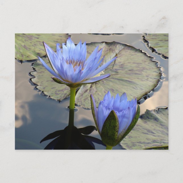 Carte Postale Blue Lotus Duet (Devant)