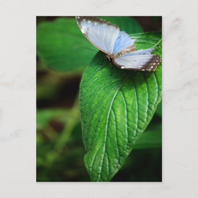 Carte postale Blue Morpho 112 (Devant)