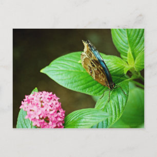 Carte postale Blue Morpho 143