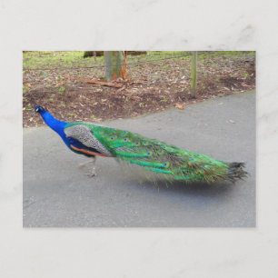 Carte postale Blue Peacock #2