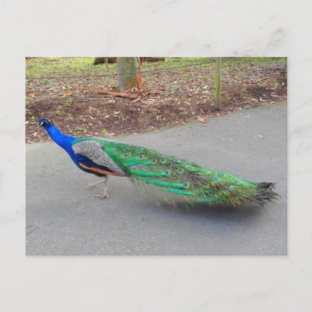 Carte postale Blue Peacock #2 (Devant)