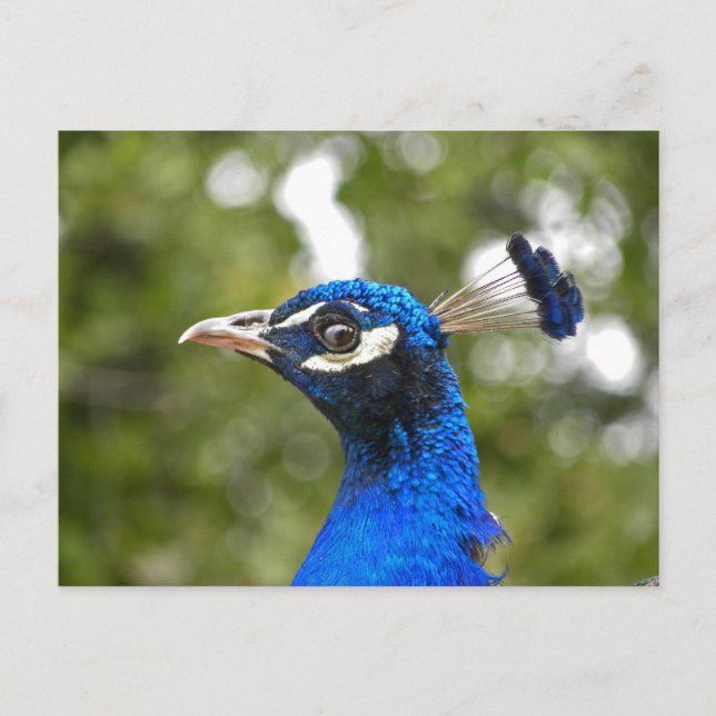 Carte postale Blue Peacock Portrait (Devant)