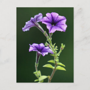 Carte Postale Blue Petunia