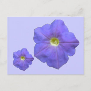 Carte postale Blue Petunias