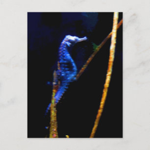 Carte Postale Blue Seahorse CB