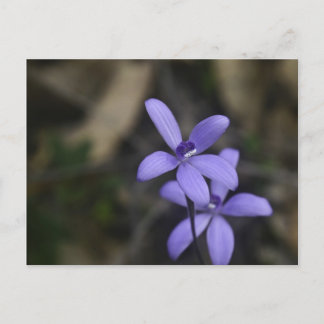 Carte postale Blue Silky Orchid