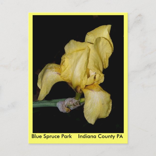 Carte Postale Blue Spruce Park Indiana County PA (Devant)