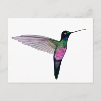 Carte Postale Blue-throated starfrontlet