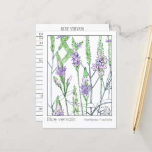 Carte Postale Blue Vervain Materia Medica Herbal Study Card