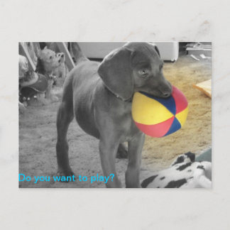 Carte Postale Blue Weimaraner Puppy playing
