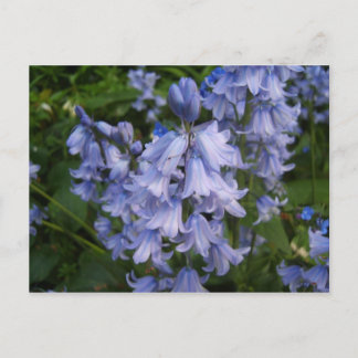 Carte Postale Bluebells