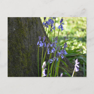 Carte Postale Bluebells 