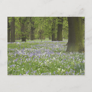 Carte Postale Bluebells et chênes au printemps, Little Hagley