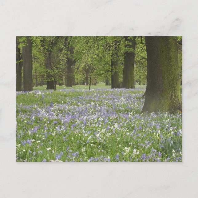 Carte Postale Bluebells et chênes au printemps, Little Hagley (Devant)