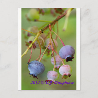 Carte Postale Blueberries près