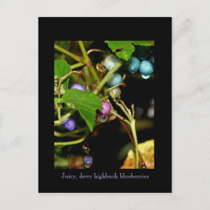 Carte Postale Blueberries sauvages