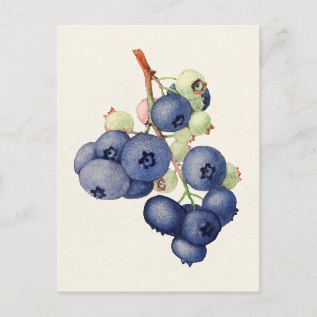 Carte Postale Blueberries (Vaccinium Corymbosum) Peinture aux fr (Devant)