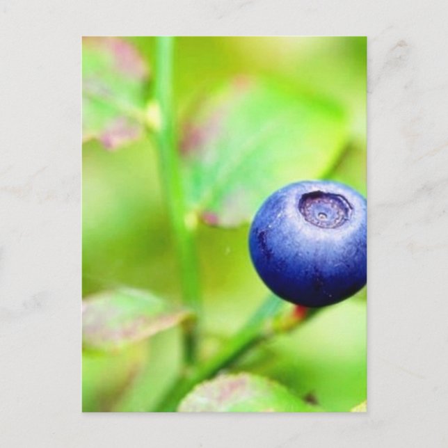 Carte Postale Blueberry (Devant)