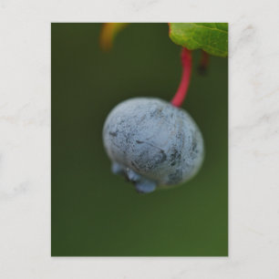 Carte postale Blueberry