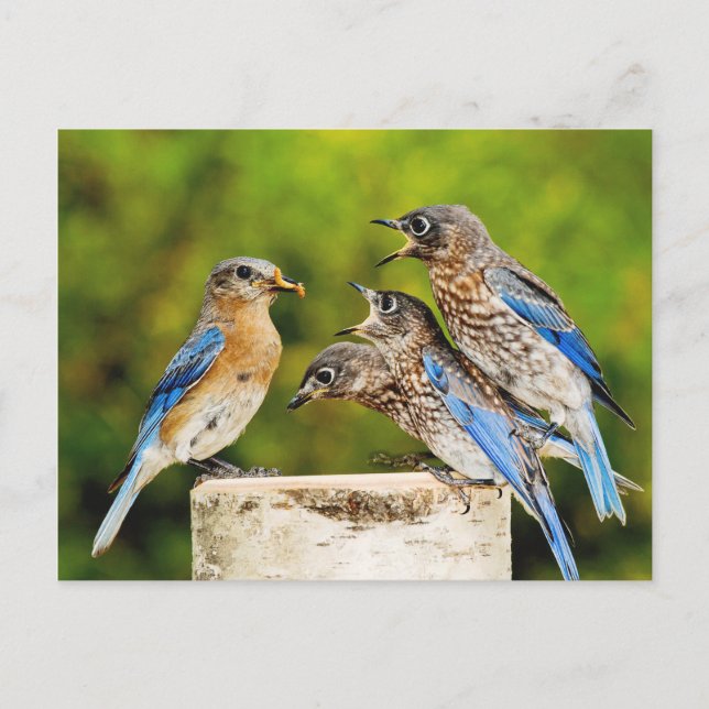 Carte Postale Bluebird (Devant)