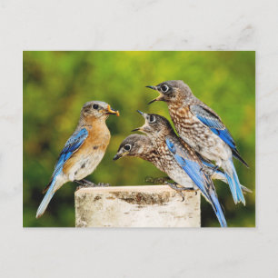 Carte Postale Bluebird