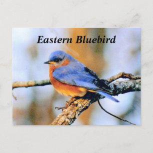 Carte Postale Bluebird
