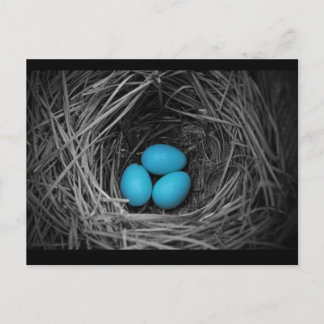 Carte Postale Bluebird