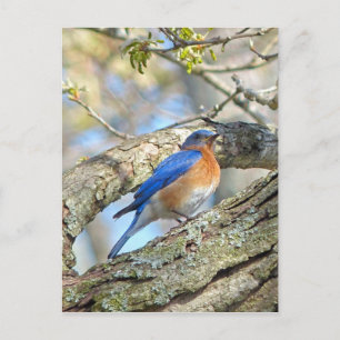 Carte Postale Bluebird