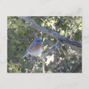 Carte Postale Bluebird de montagne