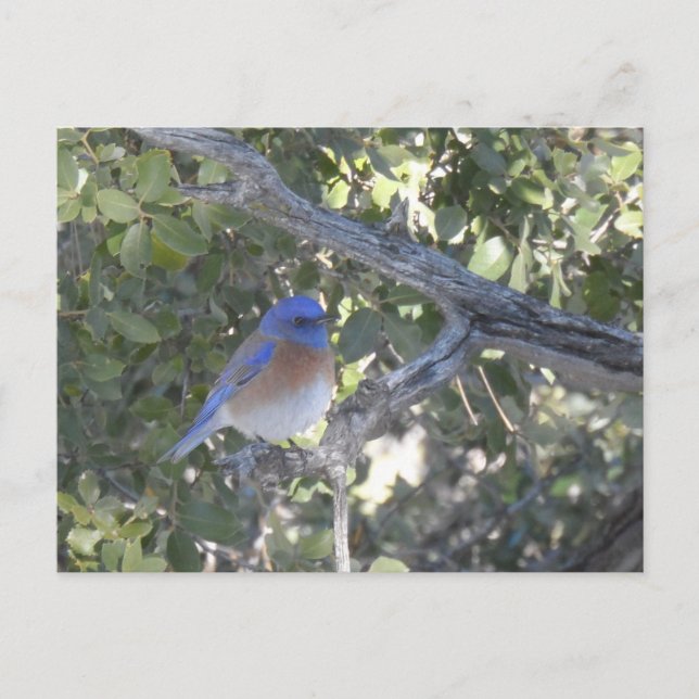 Carte Postale Bluebird de montagne (Devant)