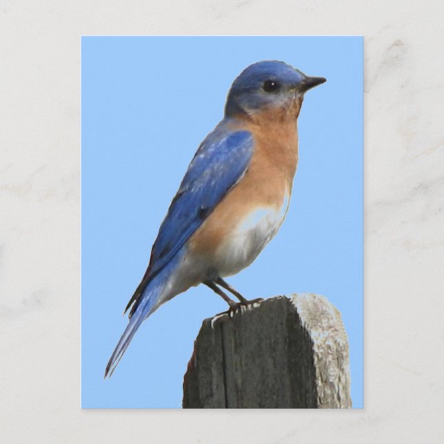 Carte postale Bluebird Homme (Devant)
