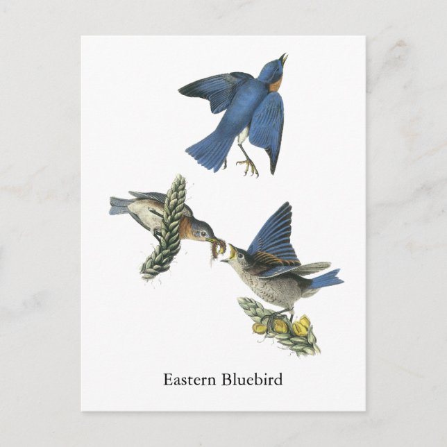 Carte Postale Bluebird, John Audubon (Devant)