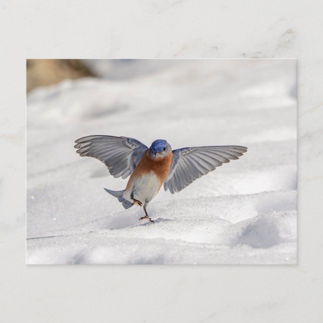 Carte Postale Bluebird oriental dansant dans la neige (Devant)