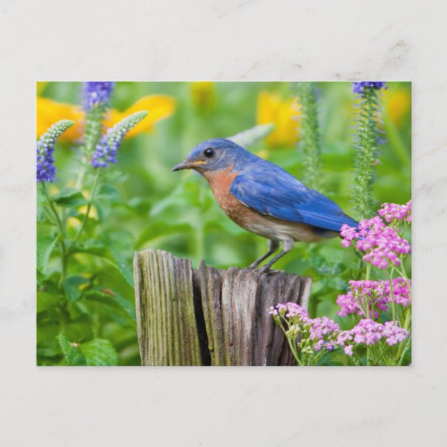Carte Postale Bluebird peins on fence post in flower garden (Devant)