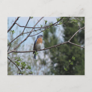 Carte Postale Bluebird sur un arbre