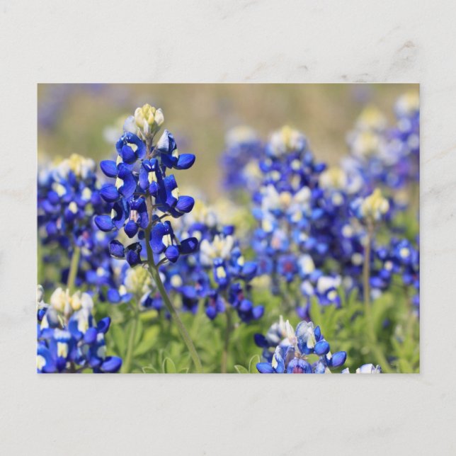 Carte postale Bluebonnet (Devant)