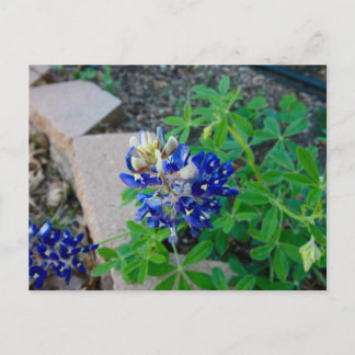 Carte Postale Bluebonnet seul