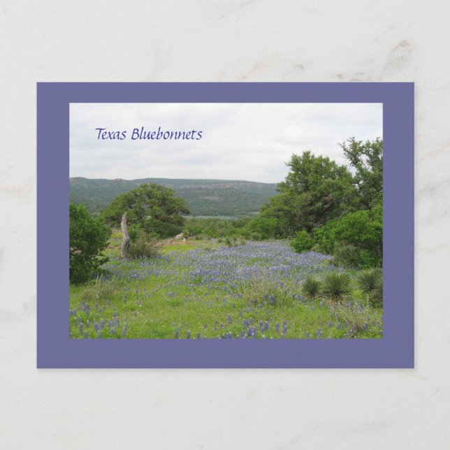Carte Postale Bluebonnets dans le Texas (Devant)