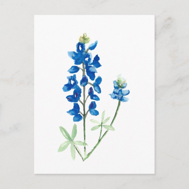 Carte Postale Bluebonnets du Texas (Devant)