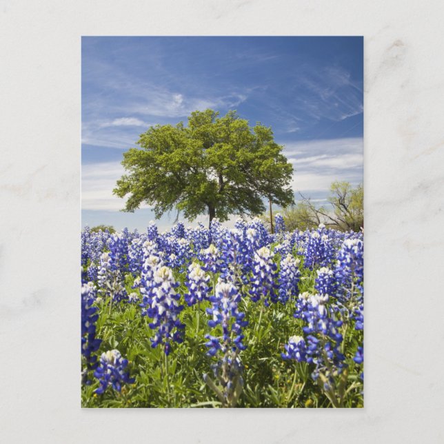 Carte Postale Bluebonnets du Texas (lupinus texensis) et chêne (Devant)