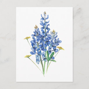 Carte Postale Bluebonnets et Fleurs sauvages
