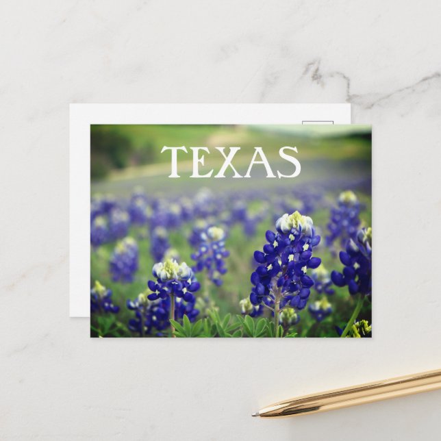 Carte Postale Bluebonnets Fleurs Bleues Texas Texan Floral (Devant/Arrière en situation)