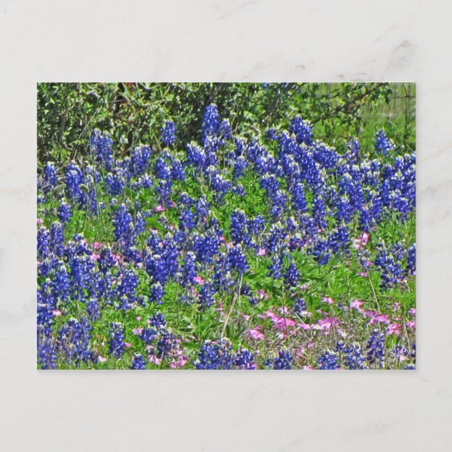 Carte Postale Bluebonnets sur Yeager Creek Rd, Johnson City, TX (Devant)