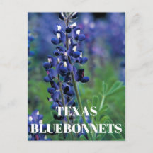 Bluebonnets Texas State Flower Blue Floral Lupine